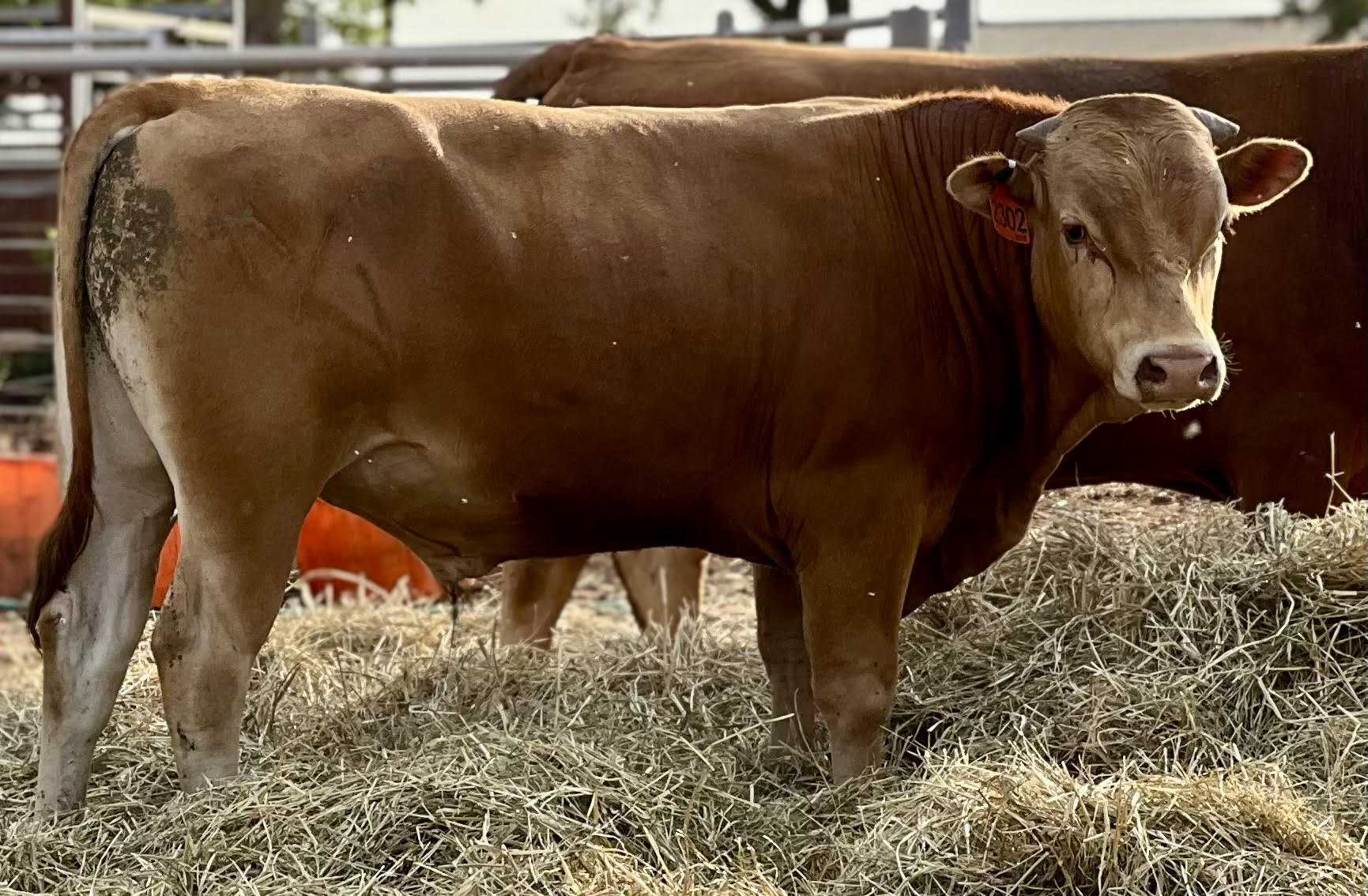 2 Head Full blood Akaushi Bulls